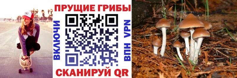 Галлюциногенные грибы Psilocybine cubensis  Купить  Дятьково 